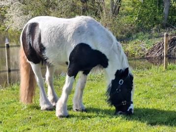 Irish Cob/ Tinker pony (grote C/kleine D pony) beschikbaar voor biedingen