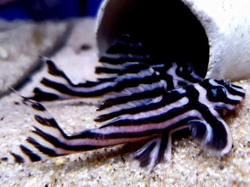 L046, Dieren en Toebehoren, Vissen | Aquariumvissen, Zoetwatervis, Vis