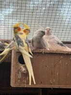 Super mooie valken te koop, Dieren en Toebehoren, Meerdere dieren, Parkiet, Geringd