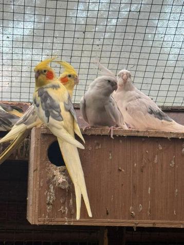 Super mooie valken te koop beschikbaar voor biedingen