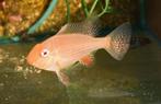 Zuid Amerikaanse Cichliden: Acarichthys heckelii Albino, Vis, Zoetwatervis