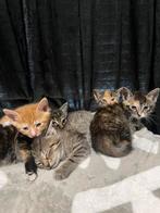 Kittens, Meerdere dieren