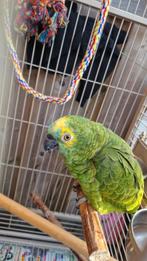 Papegaai blauwvoorhoofd