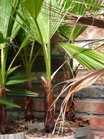 washingtonia robusta palmboom mexicaanse waaierpalm beschikbaar voor biedingen