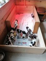 Heidewachtel pups, Overige rassen, Meerdere, Meerdere dieren, Nederland