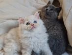 Britse korthaar/langhaar kittens, Dieren en Toebehoren, Katten en Kittens | Raskatten | Korthaar, Meerdere dieren
