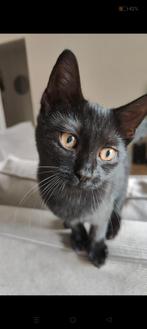 Speelmaatje gezocht adoptie kat/poes, Dieren en Toebehoren, Katten en Kittens | Overige Katten, Poes