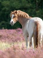 Bloedmooie Welsh-A pony, Dieren en Toebehoren, Pony's, Ruin