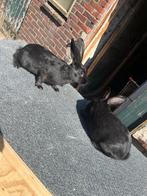 Rijnlander x dalmatiër, Dieren en Toebehoren, Konijnen, Vrouwelijk