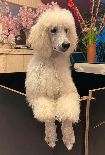 Koningspoedel (Grote poedel) pups met stamboom beschikbaar voor biedingen
