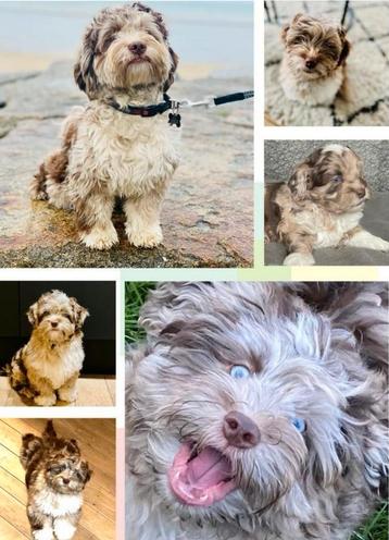 Ervaren mini Labradoodle dekreu (HD/ED/ECVO en Patella vrij) beschikbaar voor biedingen