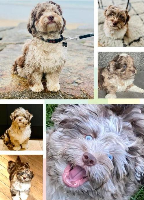 Ervaren mini Labradoodle dekreu (HD/ED/ECVO en Patella vrij), Dieren en Toebehoren, Honden | Dekreuen, Reu, Particulier, Eén hond
