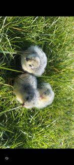 Arucana lavendel kuikens, Dieren en Toebehoren, Pluimvee, Meerdere dieren, Kip