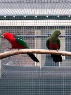 1-0 Australische koningsparkiet 2025, Mannelijk, Parkiet, Geringd