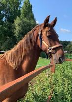 Prachtige jaarling kwpn merrie, Dieren en Toebehoren, Merrie, Niet van toepassing, 0 tot 2 jaar