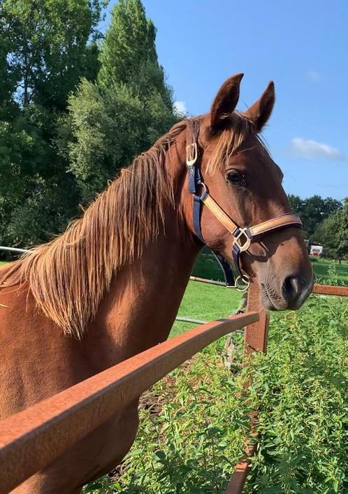 Prachtige jaarling kwpn merrie, Dieren en Toebehoren, Paarden, Merrie, Niet van toepassing, 0 tot 2 jaar