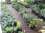 HOSTA (>80 soorten) etc. Straatverkoop elke dag open., Tuin en Terras, Planten | Tuinplanten, Vaste plant, Halfschaduw, Zomer