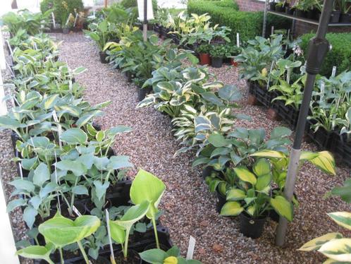 HOSTA (>80 soorten) etc. Straatverkoop elke dag open., Tuin en Terras, Planten | Tuinplanten, Vaste plant, Overige soorten, Halfschaduw