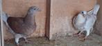 Kleurpostduif. 2 st. Geringd 2025 & eigendomsbewijs., Meerdere dieren, Postduif
