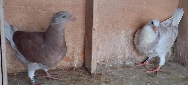 Kleurpostduif. 2 st. Geringd 2025 & eigendomsbewijs., Dieren en Toebehoren, Vogels | Duiven, Postduif, Meerdere dieren