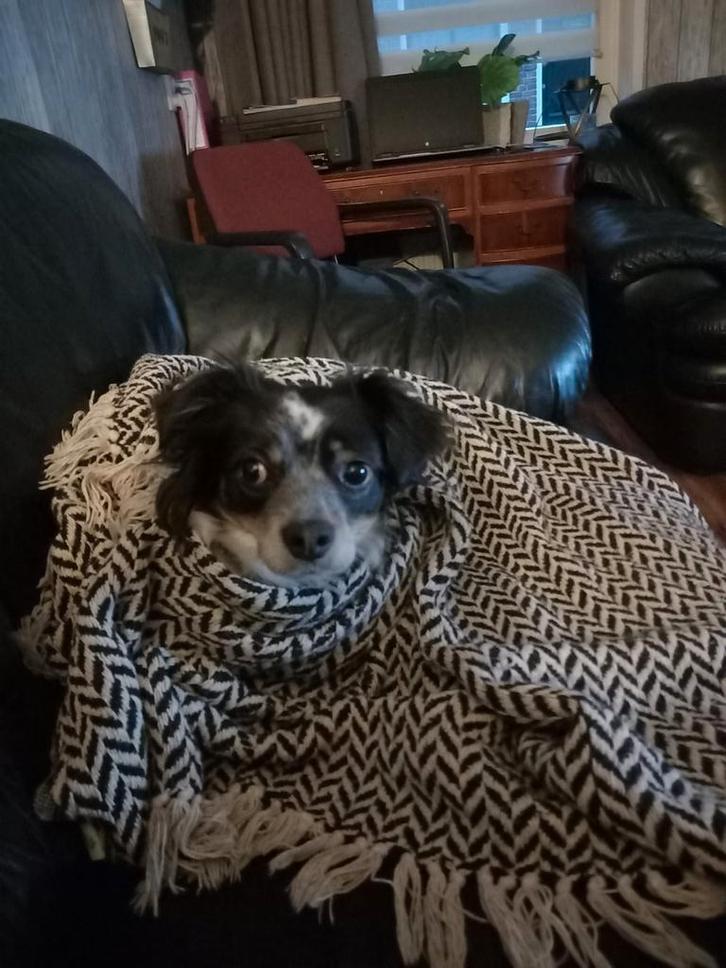 Lieve oppas gezocht  omgeving meppel, Diensten en Vakmensen, Dieren | Paarden | Verzorging, Oppas en Les