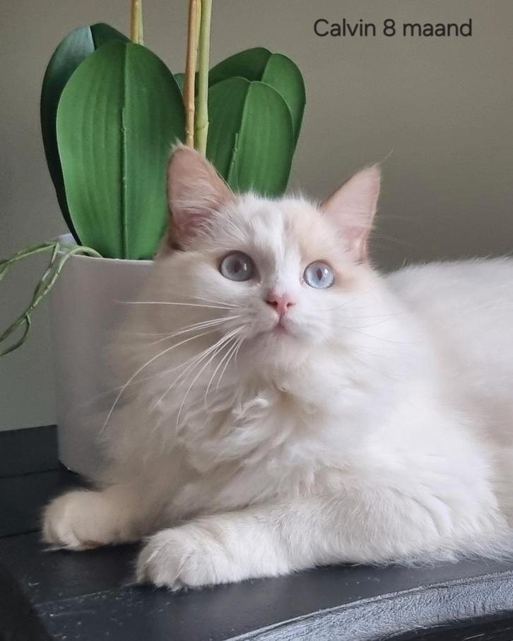 Ragdoll cinnamon bicolor kater(s)., Dieren en Toebehoren, Katten en Kittens | Raskatten | Langhaar, Kater, Met stamboom, Gechipt