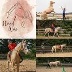 NH paardentraining | zadelmak maken | inrijden | doorrijden, Diensten en Vakmensen, Dieren | Paarden | Verzorging, Oppas en Les