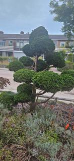 Conifeer Bonsai Boom, Bloeit niet, Halfschaduw, 100 tot 250 cm, Overige soorten