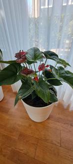 kamerplant Anthurium groot., Ophalen, Overige soorten, Minder dan 100 cm