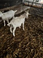Stamboom Bok wit, Dieren en Toebehoren, Schapen, Geiten en Varkens, Mannelijk, Geit