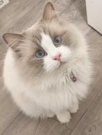 Ragdoll Lilac bicolor Dekkater. Stamboom, PKD, HCM, Dieren en Toebehoren, Katten en Kittens | Dekkaters, 3 tot 5 jaar