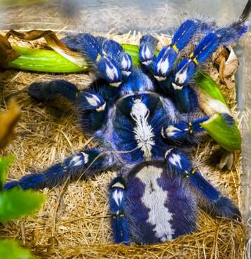 Poecilotheria Metallica | 2cm | Tarantula | Vogelspin beschikbaar voor biedingen