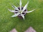 kamerplant Agave lophantha quadricolor groot in pot, Huis en Inrichting, Kamerplanten, Ophalen, Minder dan 100 cm, Volle zon, In pot