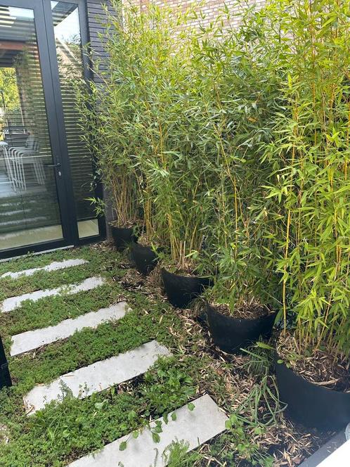 Niet woekerende bamboe in grote potten., Tuin en Terras, Planten | Struiken en Hagen, Bamboe, 250 cm of meer, Ophalen