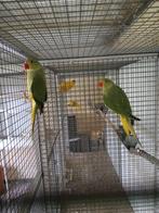 Halsbanden, Dieren en Toebehoren, Vogels | Parkieten en Papegaaien, Meerdere dieren, Parkiet, Geringd