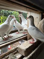 Witte postduiven, Dieren en Toebehoren, Vogels | Duiven, Postduif, Meerdere dieren