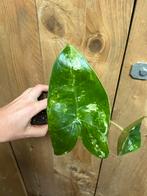 Alocasia zebrina variegata plant albo white wit mint, Ophalen, Halfschaduw, Minder dan 100 cm