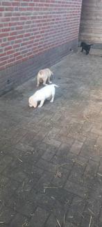 Labrador labradoodle pups, Dieren en Toebehoren, Honden | Niet-rashonden, Rabiës (hondsdolheid), 8 tot 15 weken, Groot, Meerdere