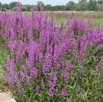 Gratis Grote Kattenstaart (Lythrum) - Prachtige Vaste Plant, Tuin en Terras, Ophalen, Overige soorten, Halfschaduw