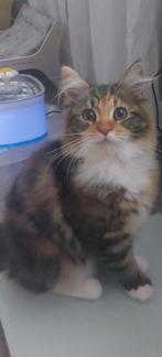 Geweldige Maine Coon kittens 😻😺💝💙🫶, Dieren en Toebehoren, Katten en Kittens | Raskatten | Langhaar, Meerdere dieren, Ontwormd
