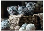 Puzzel schattige kittens (1000 stukjes) (Rebo), Ophalen of Verzenden, 500 t/m 1500 stukjes, Zo goed als nieuw, Legpuzzel
