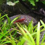 Vuurrood garnaal - Neocaridina sp. fire red, Dieren en Toebehoren, Kreeft, Krab of Garnaal, Zoetwatervis, Schoolvis
