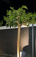 Bol Esdoorn (2X), Ophalen, Halfschaduw, Dakboom, 100 tot 250 cm