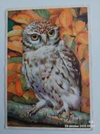 Steenuil, Verzenden, 1960 tot 1980, Gelopen, Natuur