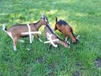 Mooi lief dwerggeitje lammetje, Dieren en Toebehoren, Schapen, Geiten en Varkens, Vrouwelijk, Geit, 0 tot 2 jaar