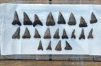 Flink lot fossiele haaientanden uit Antwerpen (België) - 2, Verzamelen, Mineralen en Fossielen, Ophalen of Verzenden, Fossiel