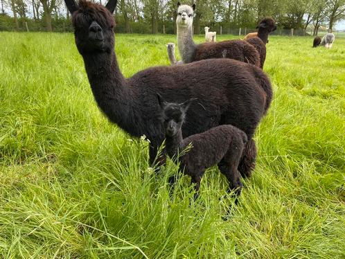 Div zwarte alpaca merrie’s en hengsten te koop v.a 750,-, Dieren en Toebehoren, Overige Dieren, Meerdere dieren, Voor 1 juli 2024
