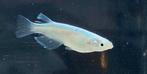 15+ Medaka rijstvis eitjes Platinum white incl verzenden!, Dieren en Toebehoren, Vissen | Aquariumvissen, Vis, Zoetwatervis, Schoolvis