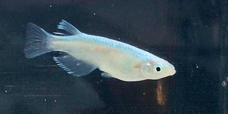 15+ Medaka rijstvis eitjes Platinum white incl verzenden!, Dieren en Toebehoren, Vissen | Aquariumvissen, Zoetwatervis, Vis, Schoolvis