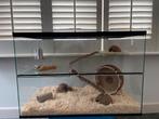 Terarium hamster glas met verdiepingen, Kooi, Zo goed als nieuw, Hamster, 75 tot 110 cm
